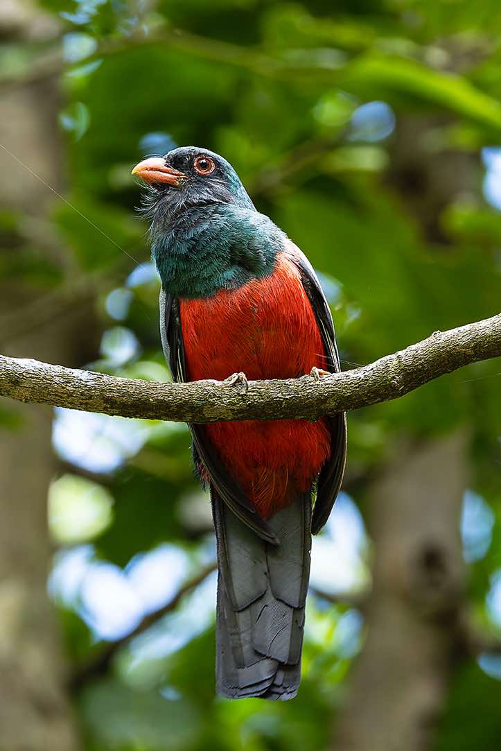 Black-tailed Trogon (Trogon melanurus), subspecies Eumorphus, Rincón de la Vieja National Park, Guanacaste Province