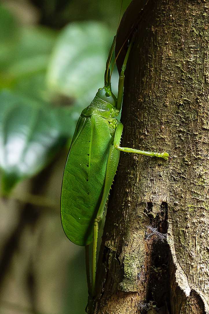 Giant leaf-mimicking Katydid, Rincón de la Vieja National Park, Guanacaste Province