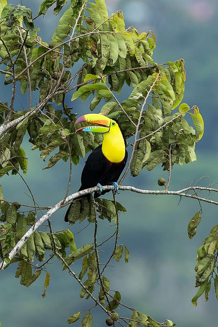 Keel-billed Toucan (Ramphastos sulfuratus), or Rainbow-billed Toucan, Turrialba, Cartago Province