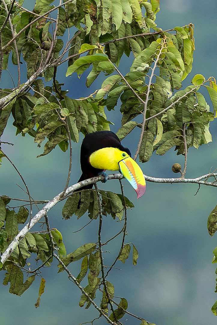 Keel-billed Toucan (Ramphastos sulfuratus), or Rainbow-billed Toucan, Turrialba, Cartago Province