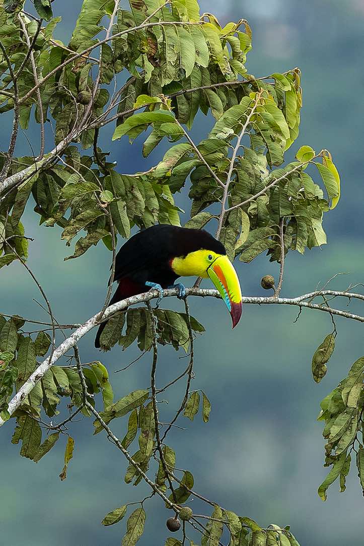 Keel-billed Toucan (Ramphastos sulfuratus), or Rainbow-billed Toucan, Turrialba, Cartago Province