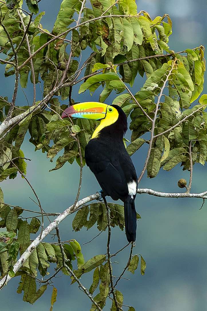 Keel-billed Toucan (Ramphastos sulfuratus), or Rainbow-billed Toucan, Turrialba, Cartago Province