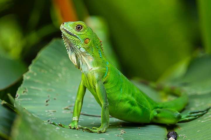 Bright green juvenile Green Iguana (Iguana iguana), Manuel Antonio National Park, Puntarenas Province