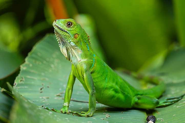 Bright green juvenile Green Iguana (Iguana iguana), Manuel Antonio National Park, Puntarenas Province