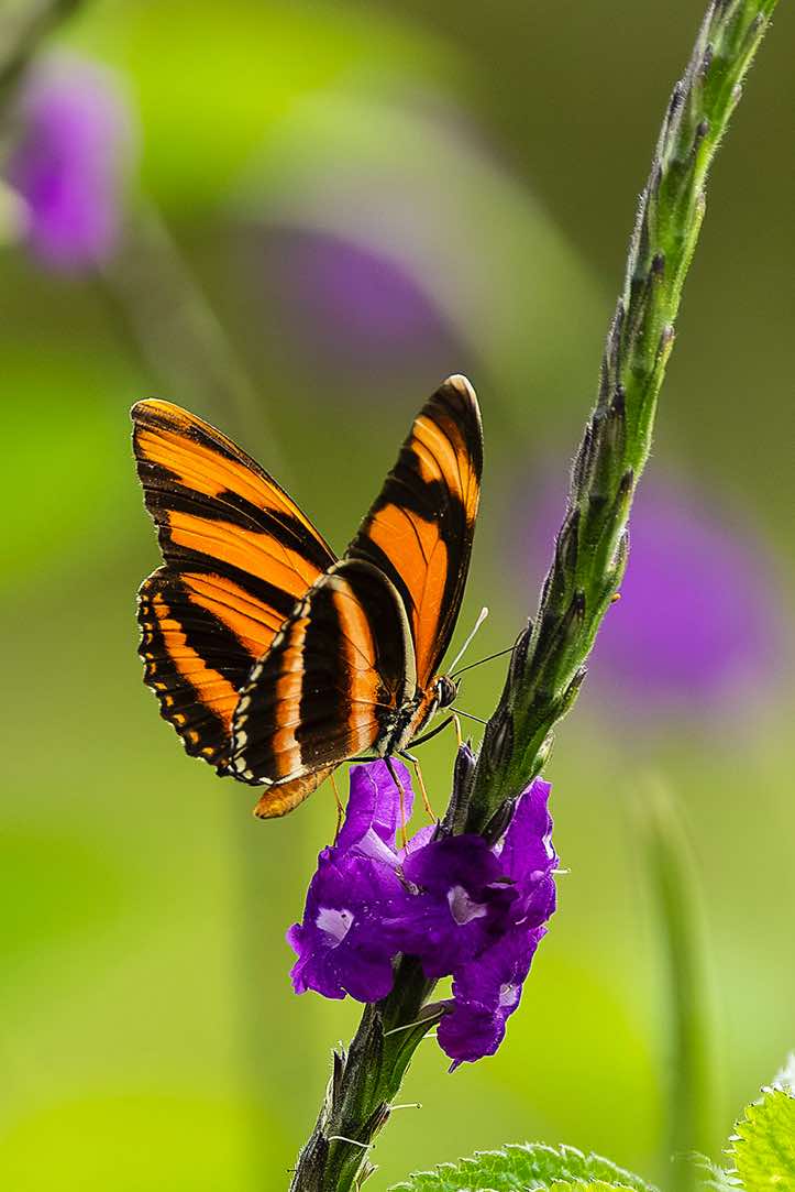 Banded Orange Heliconian (Dryadula phaetusa), or Banded Orange, or Orange Tiger, Turrialba, Cartago Province