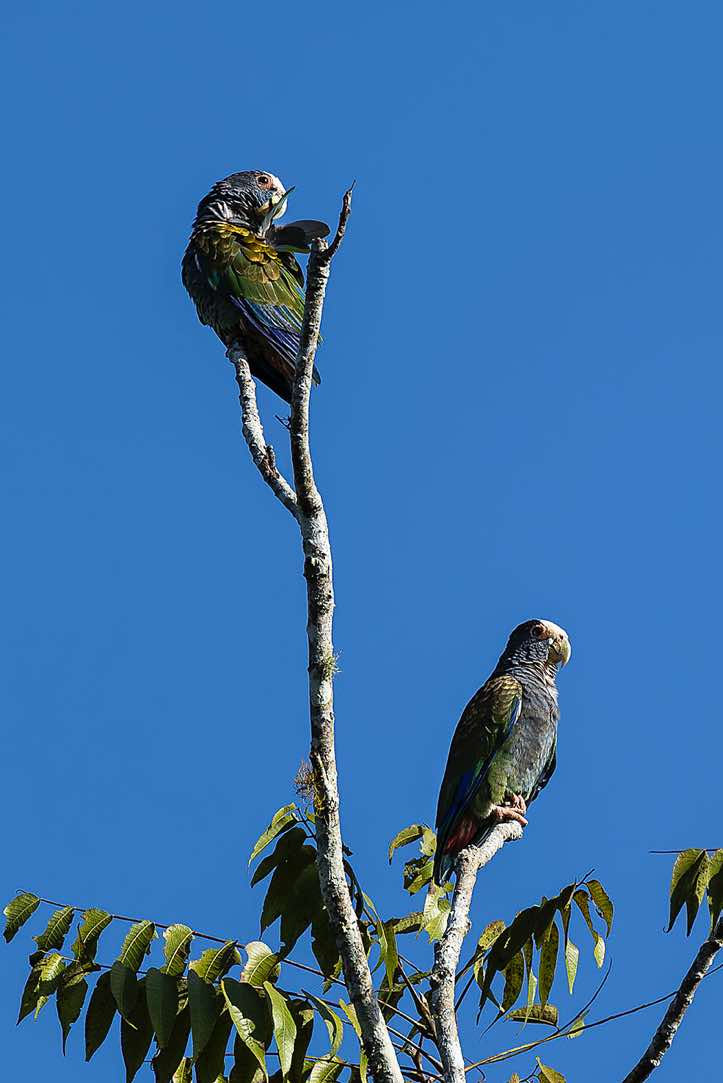 White-crowned Parrots (Pionus senilis), Turrialba, Cartago Province