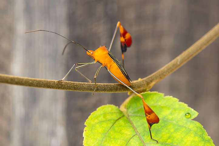 Matador Bug (Anisoscelis alipes), a 'leaf-footed' bug in the family Coreidae with typical expanded hind legs