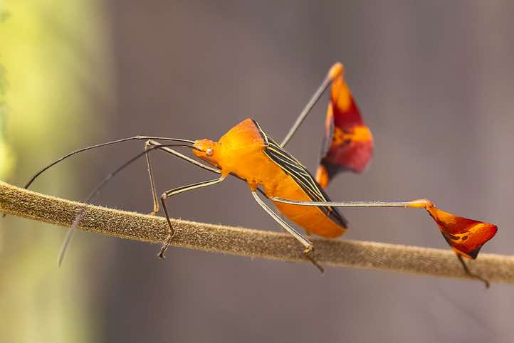 Matador Bug (Anisoscelis alipes), a 'leaf-footed' bug in the family Coreidae with typical expanded hind legs
