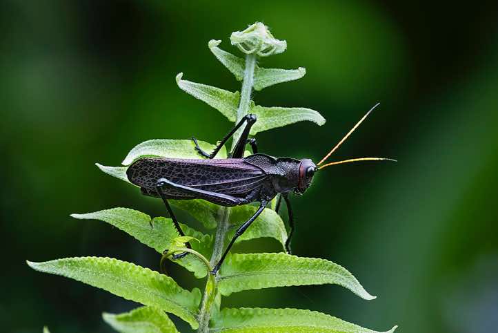 Reticulate Lubber Grasshopper (Taeniopoda reticulata), Puerto Viejo de Talamanca, Limón Province