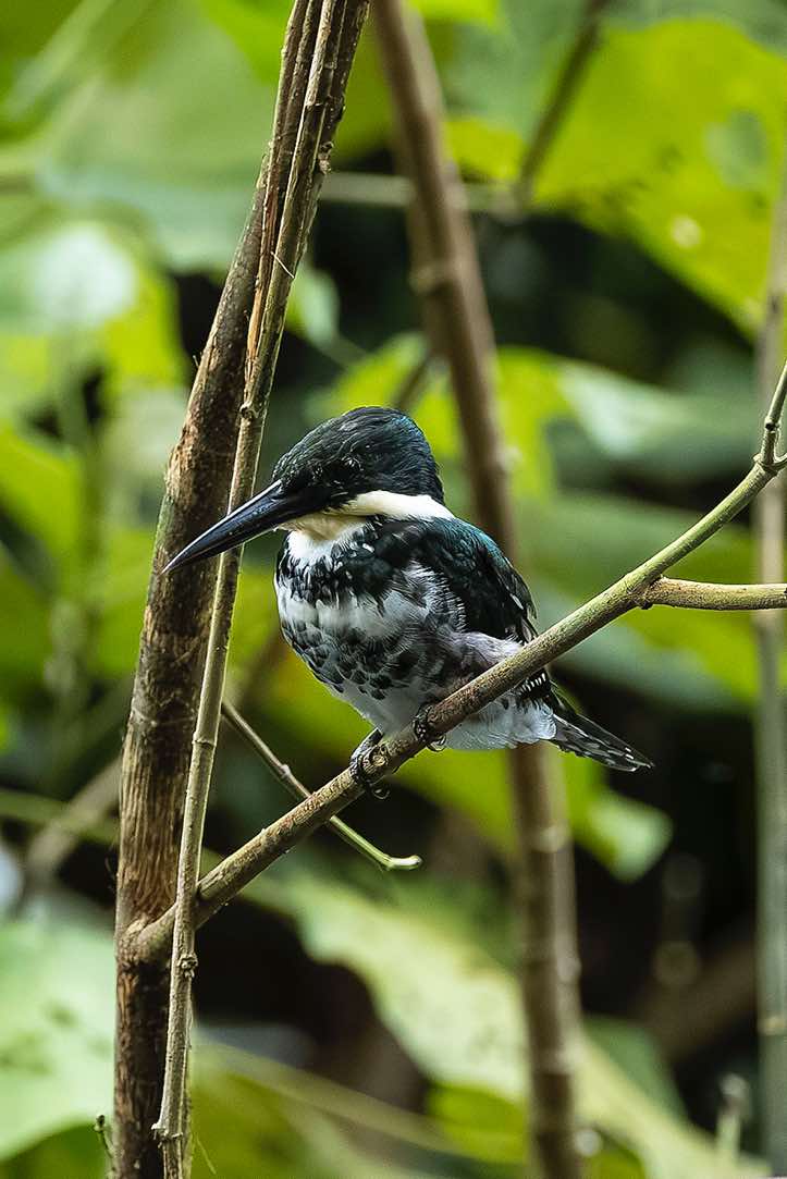 Female Green Kingfisher (Chloroceryle americana), Cahuita National Park, Limón Province