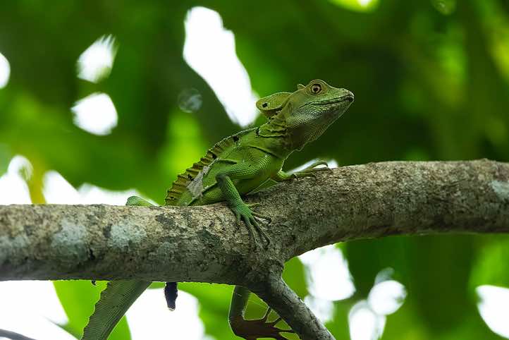 Plumed Basilisk (Basiliscus plumifrons), or Green Basilisk, Cahuita National Park, Limón Province