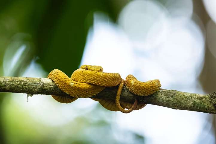Bright yellow Eyelash Palm-Pitviper (Bothriechis schlegelii), also known by its colloquial name 'Oropel' (meaning 'golden skin'), Cahuita National Park, Limón Province