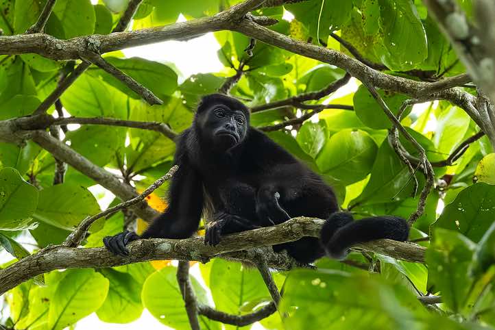 Mantled Howler Monkey (Alouatta palliata), Cahuita National Park, Limón Province