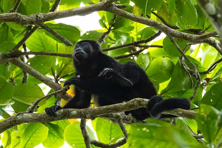 Mantled Howler Monkey (Alouatta palliata), Cahuita National Park, Limón Province