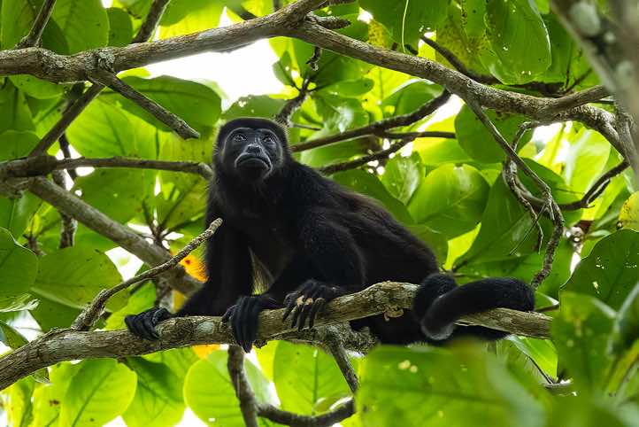 Mantled Howler Monkey (Alouatta palliata), Cahuita National Park, Limón Province