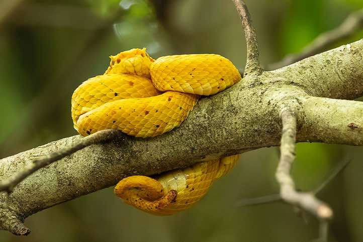 Bright yellow Eyelash Palm-Pitviper (Bothriechis schlegelii), also known by its colloquial name 'Oropel' (meaning 'golden skin'), Cahuita National Park, Limón Province