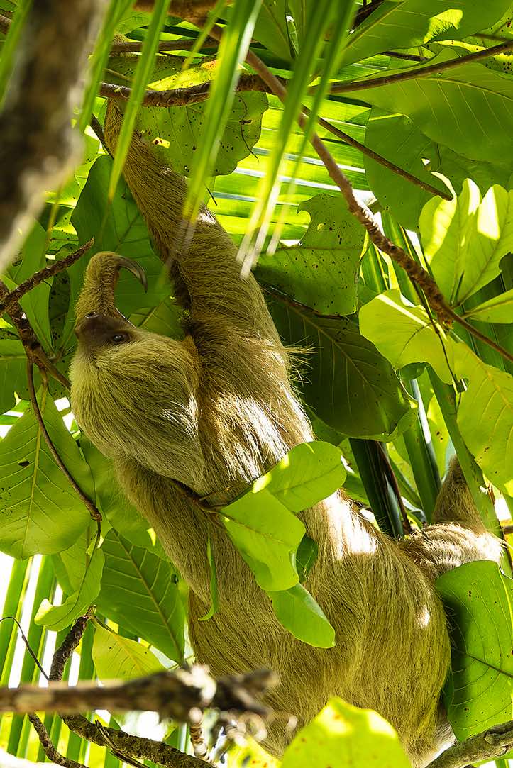 Hoffmann's Two-toed Sloth (Choloepus hoffmanni), Manuel Antonio National Park, Puntarenas Province