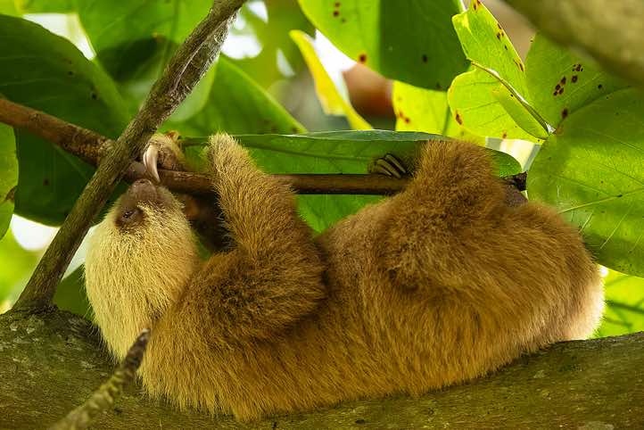 Hoffmann's Two-toed Sloth (Choloepus hoffmanni), Cahuita National Park, Limón Province