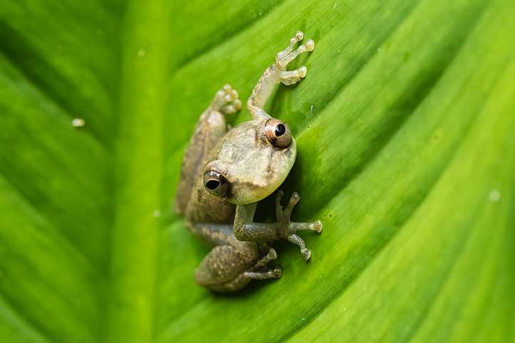 Sipurio Snouted Treefrog, or Olive Snouted Treefrog (Scinax elaeochroa), sitting on a leaf, Cahuita National Park, Limón Province