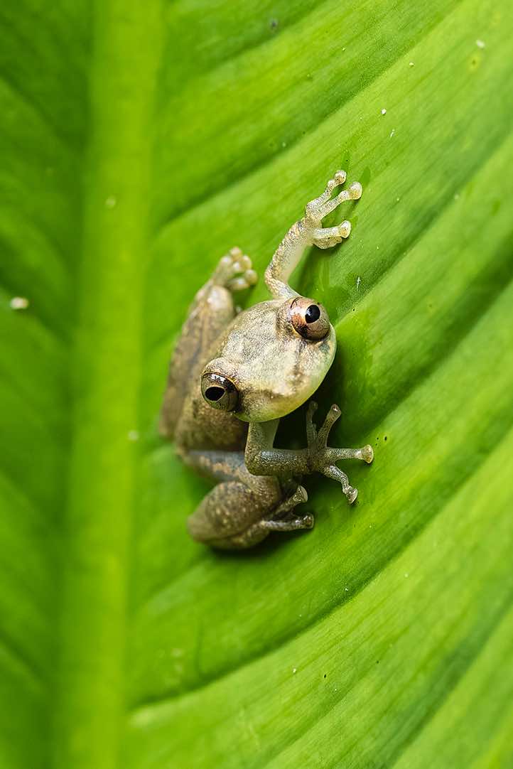 Sipurio Snouted Treefrog, or Olive Snouted Treefrog (Scinax elaeochroa), sitting on a leaf, Cahuita National Park, Limón Province