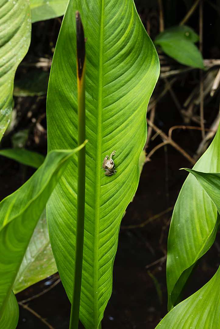 Sipurio Snouted Treefrog, or Olive Snouted Treefrog (Scinax elaeochroa), sitting on a leaf, Cahuita National Park, Limón Province