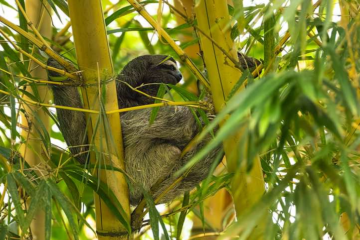 Brown-throated Three-toed Sloth (Bradypus variegatus), Cahuita National Park, Limón Province