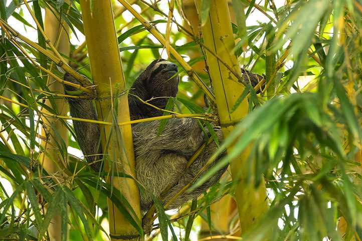 Brown-throated Three-toed Sloth (Bradypus variegatus), Cahuita National Park, Limón Province