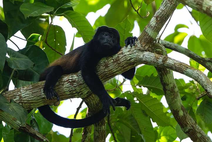 Mantled Howler Monkey (Alouatta palliata), near Cahuita, Limón Province