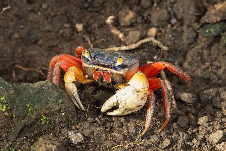 Crab (Cardisoma armatum), Manuel Antonio National Park, Puntarenas Province