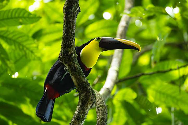 Yellow-throated Toucan (Ramphastos ambiguus), Los Campesinos Reserve, near Manuel Antonio National Park, Puntarenas Province