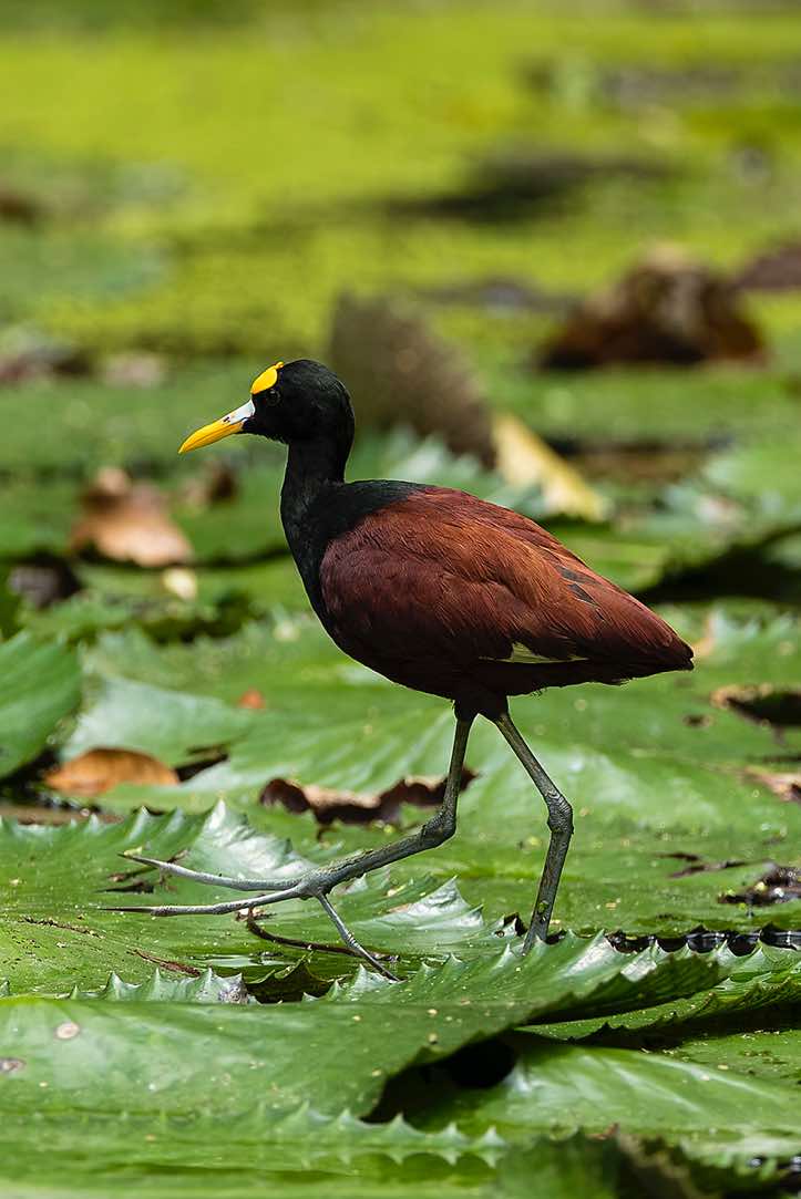 Northern Jacana (Jacana spinosa), near Cahuita, Limón Province
