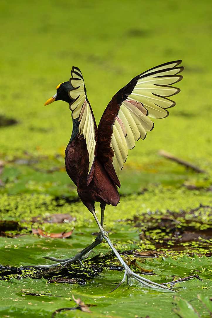 Northern Jacana (Jacana spinosa), near Cahuita, Limón Province