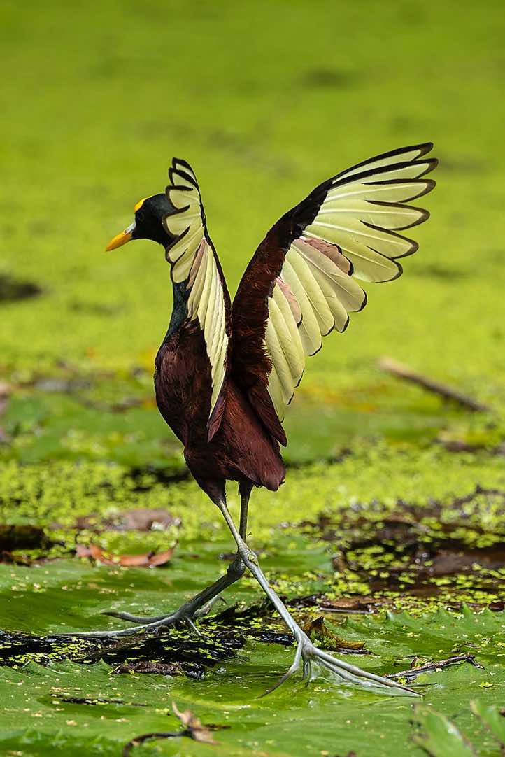 Northern Jacana (Jacana spinosa), near Cahuita, Limón Province