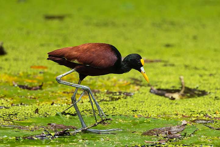 Northern Jacana (Jacana spinosa), near Cahuita, Limón Province