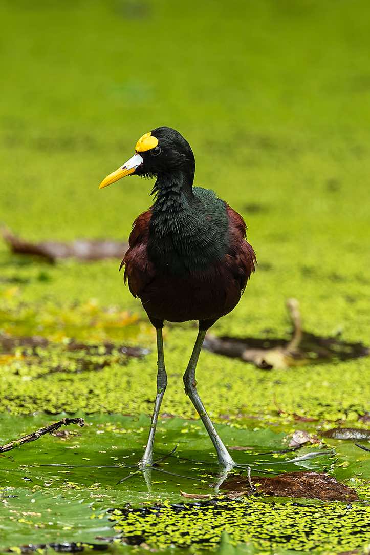 Northern Jacana (Jacana spinosa), near Cahuita, Limón Province
