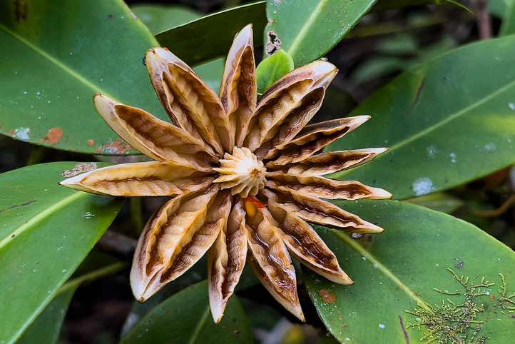 Fruit of Clusia rosea, or autograph tree, Arenal Volcano National Park, Alajuela Province