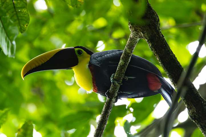 Yellow-throated Toucan (Ramphastos ambiguus), Los Campesinos Reserve, near Manuel Antonio National Park, Puntarenas Province