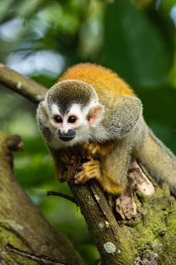 Central American Squirrel Monkey (Saimiri oerstedii), or Red-backed Squirrel Monkey, Manuel Antonio National Park, Puntarenas Province