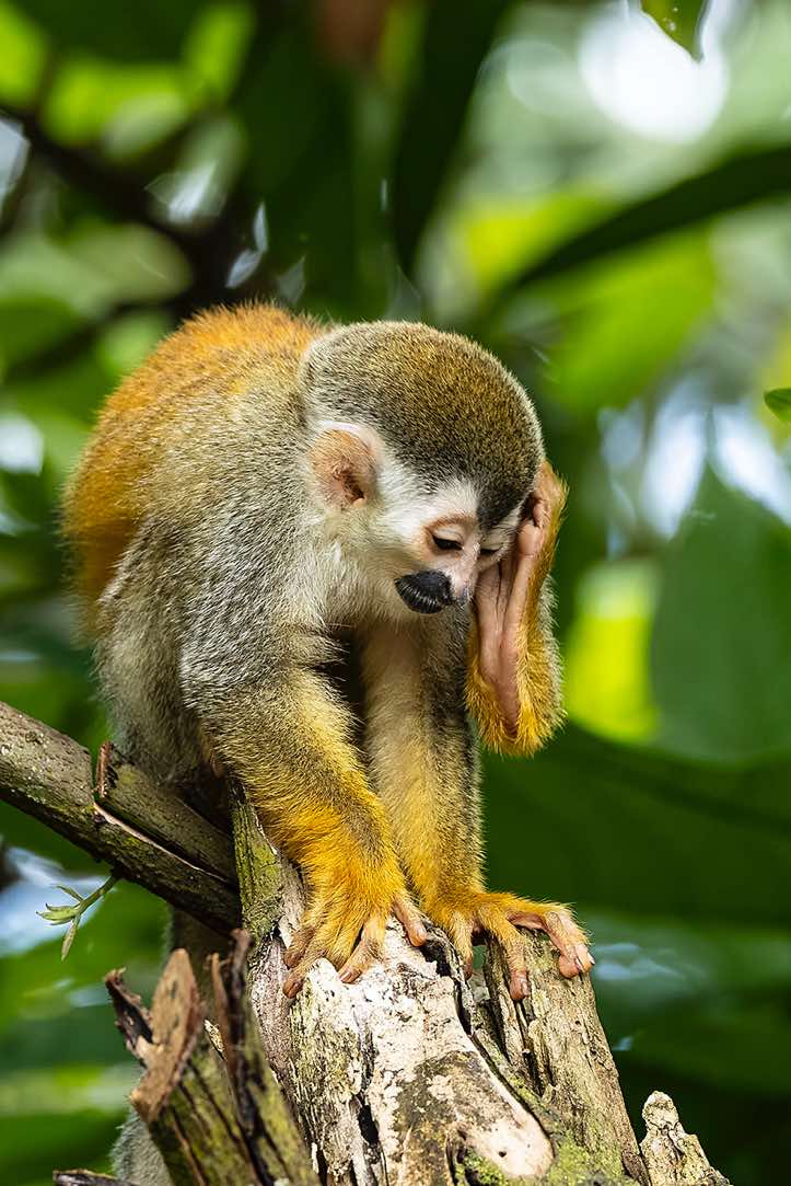 Central American Squirrel Monkey (Saimiri oerstedii), or Red-backed Squirrel Monkey, Manuel Antonio National Park, Puntarenas Province