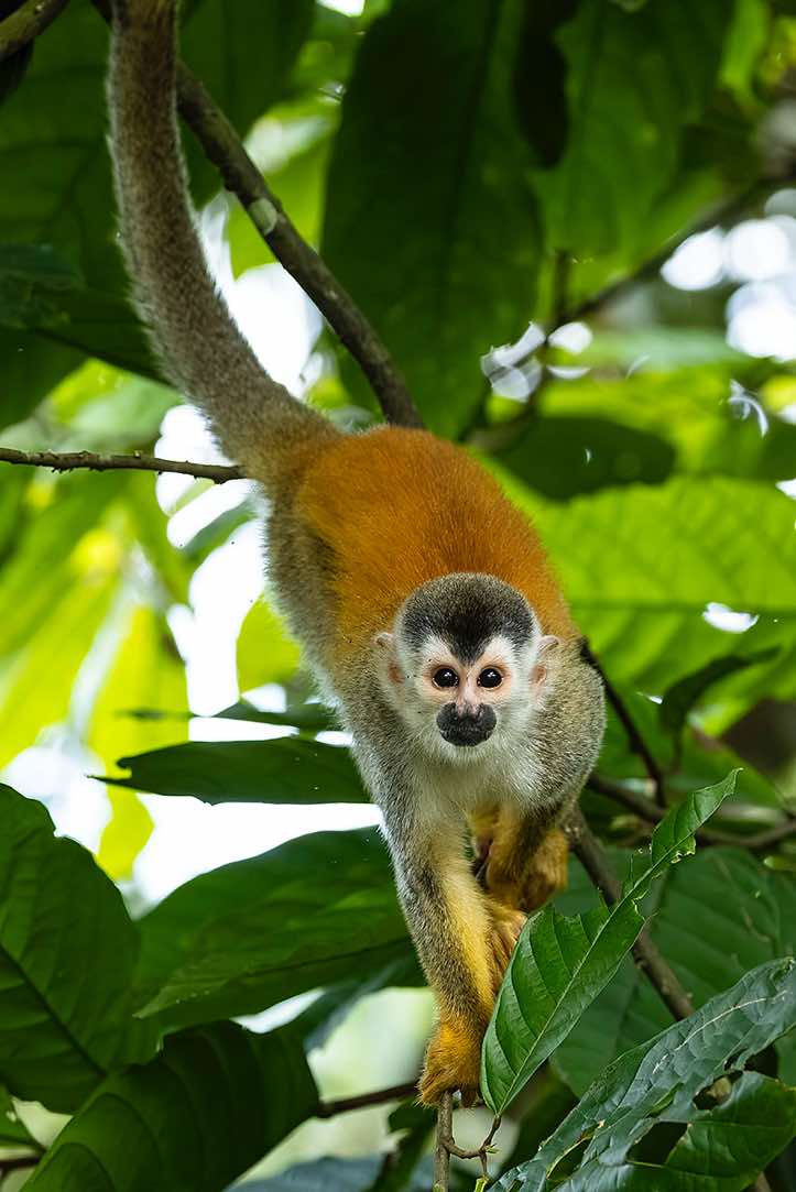 Central American Squirrel Monkey (Saimiri oerstedii), or Red-backed Squirrel Monkey, Manuel Antonio National Park, Puntarenas Province