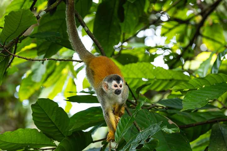 Central American Squirrel Monkey (Saimiri oerstedii), or Red-backed Squirrel Monkey, Manuel Antonio National Park, Puntarenas Province