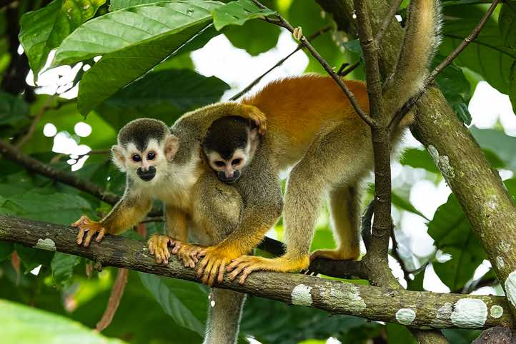 Central American Squirrel Monkeys (Saimiri oerstedii), or Red-backed Squirrel Monkeys, Manuel Antonio National Park, Puntarenas Province