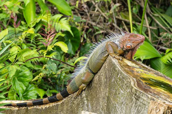 Green Iguana (Iguana iguana), seen at the roadside near Manuel Antonio National Park, Puntarenas Province