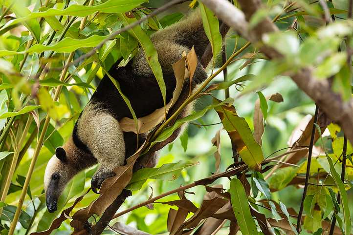 Northern Tamandua (Tamandua mexicana), Corcovado National Park, Osa Peninsula, Puntarenas Province