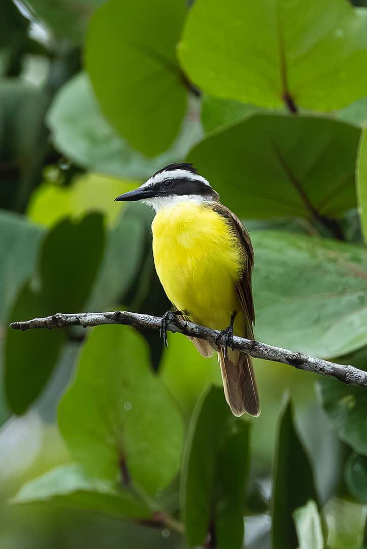 Great Kiskadee (Pitangus sulphuratus), Corcovado National Park, Osa Peninsula, Puntarenas Province