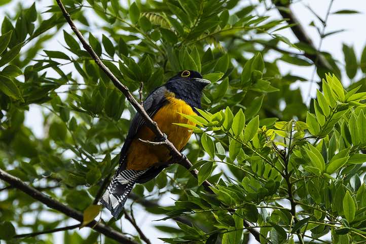 Male Gartered Trogon (Trogon caligatus), or Northern violaceous Trogon, Arenal Volcano National Park, Alajuela Province