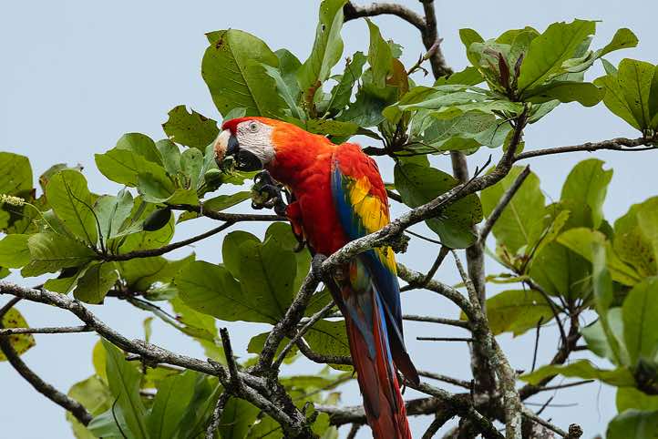 A Scarlet Macaw (Ara macao) uses his powerful beak to crack open large seeds such as those of the beach almond tree (Terminalia catappa), Corcovado National Park, Osa Peninsula, Puntarenas Province