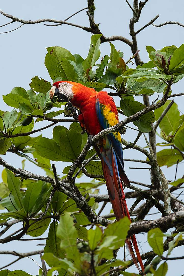 A Scarlet Macaw (Ara macao) uses his powerful beak to crack open large seeds such as those of the beach almond tree (Terminalia catappa), Corcovado National Park, Osa Peninsula, Puntarenas Province