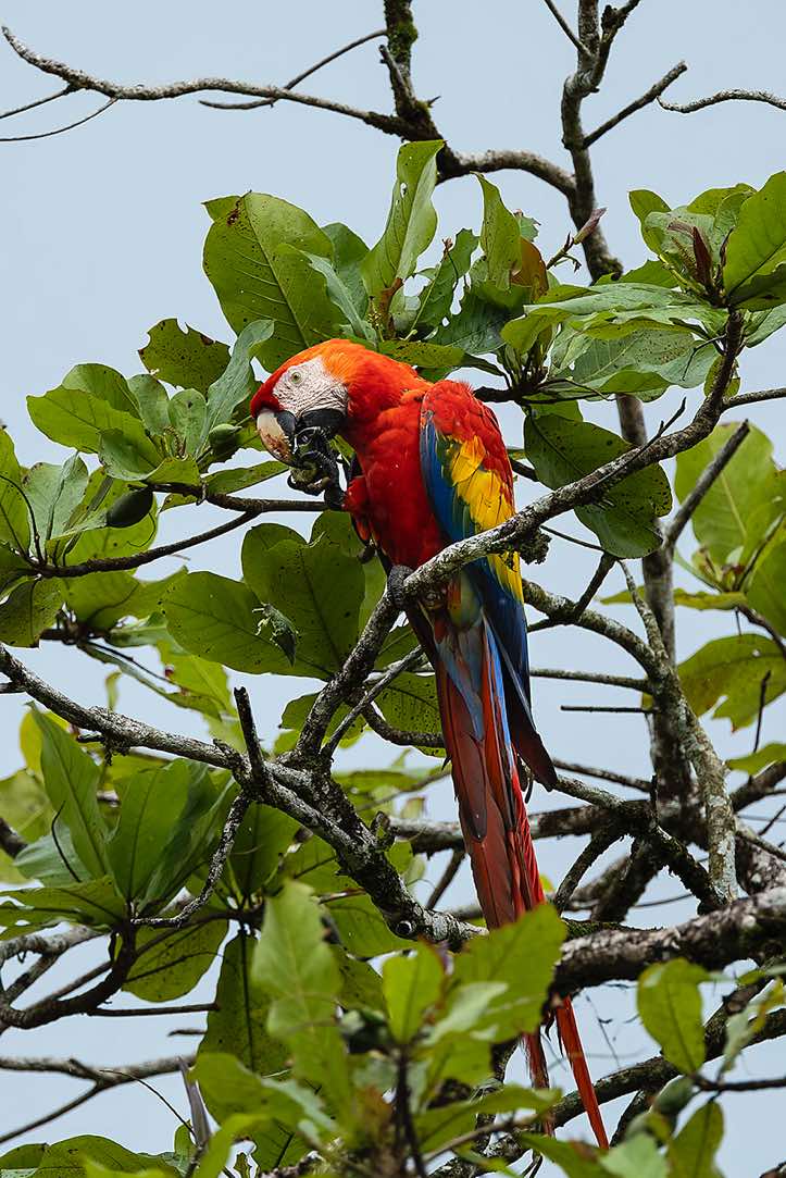 A Scarlet Macaw (Ara macao) uses his powerful beak to crack open large seeds such as those of the beach almond tree (Terminalia catappa), Corcovado National Park, Osa Peninsula, Puntarenas Province