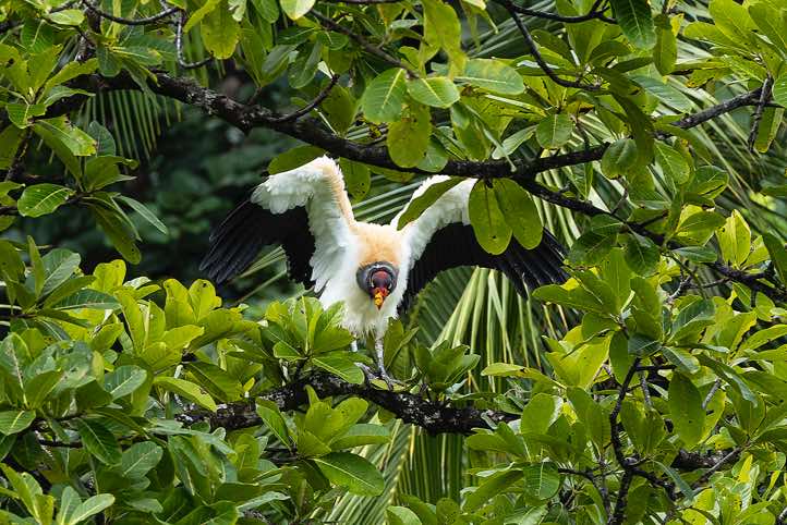 King Vulture (Sarcoramphus papa), near San Pedrillo Ranger Station, Corcovado National Park, Osa Peninsula, Puntarenas Province